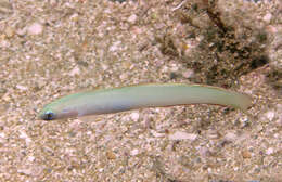 Image of Lyre-tail dart goby