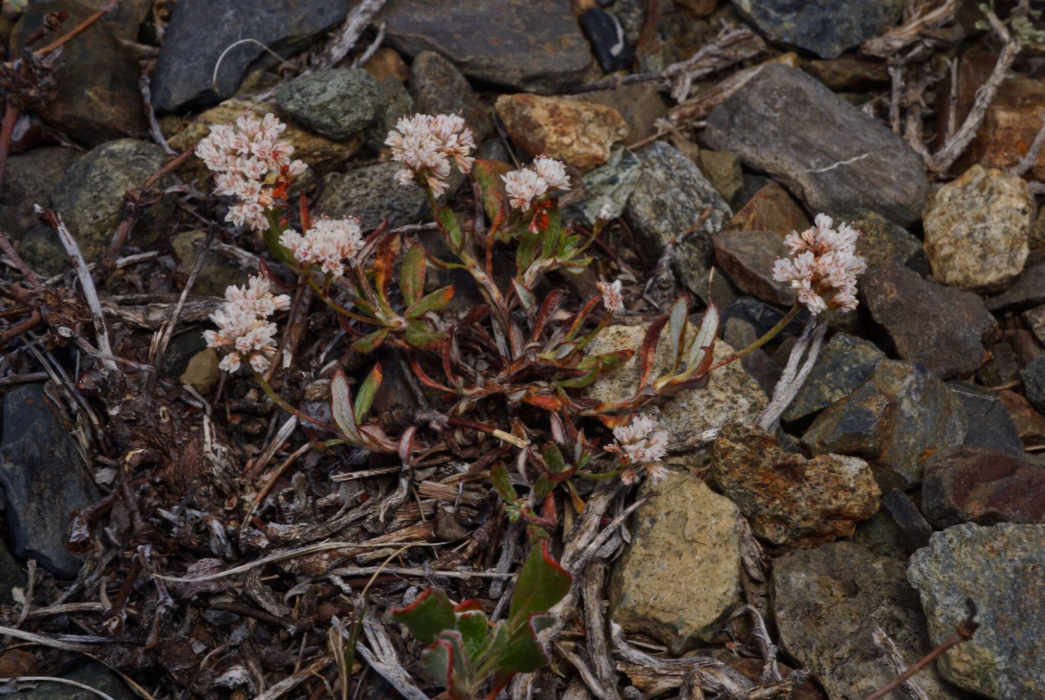 Image of Eriogonum microtheca var. alpinum Reveal