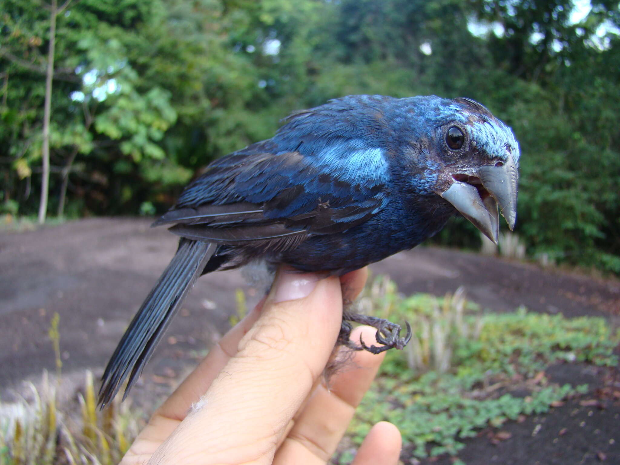 Image of Amazonian Grosbeak