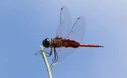 Tramea insularis Hagen 1861 resmi