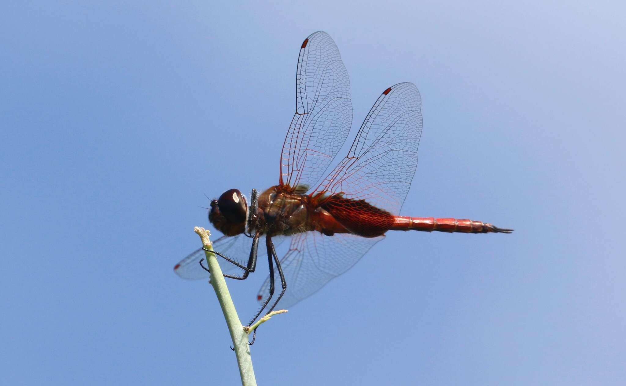 Tramea insularis Hagen 1861 resmi