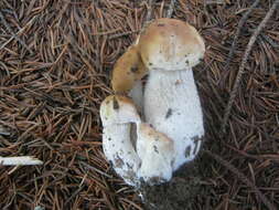 Image of Boletus chippewaensis A. H. Sm. & Thiers 1971