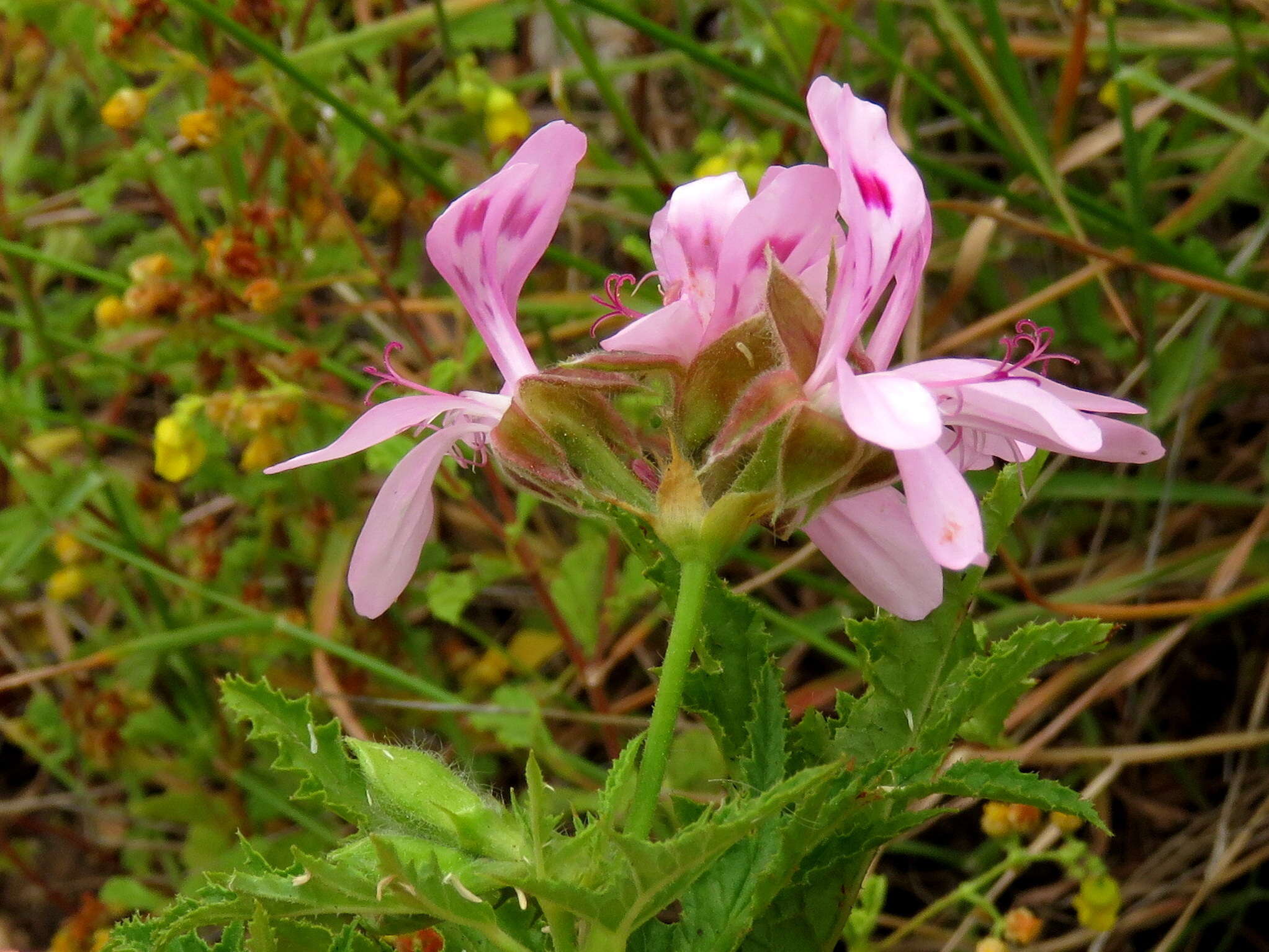 Imagem de Pelargonium glutinosum (Jacq.) L'Her.