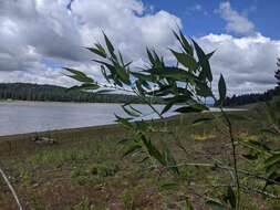 Image of Salix lasiandra var. lasiandra