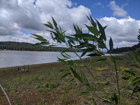 Image of Salix lasiandra var. lasiandra