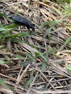 Image of Carabus (Pachycarabus) koenigi Ganglbauer 1887