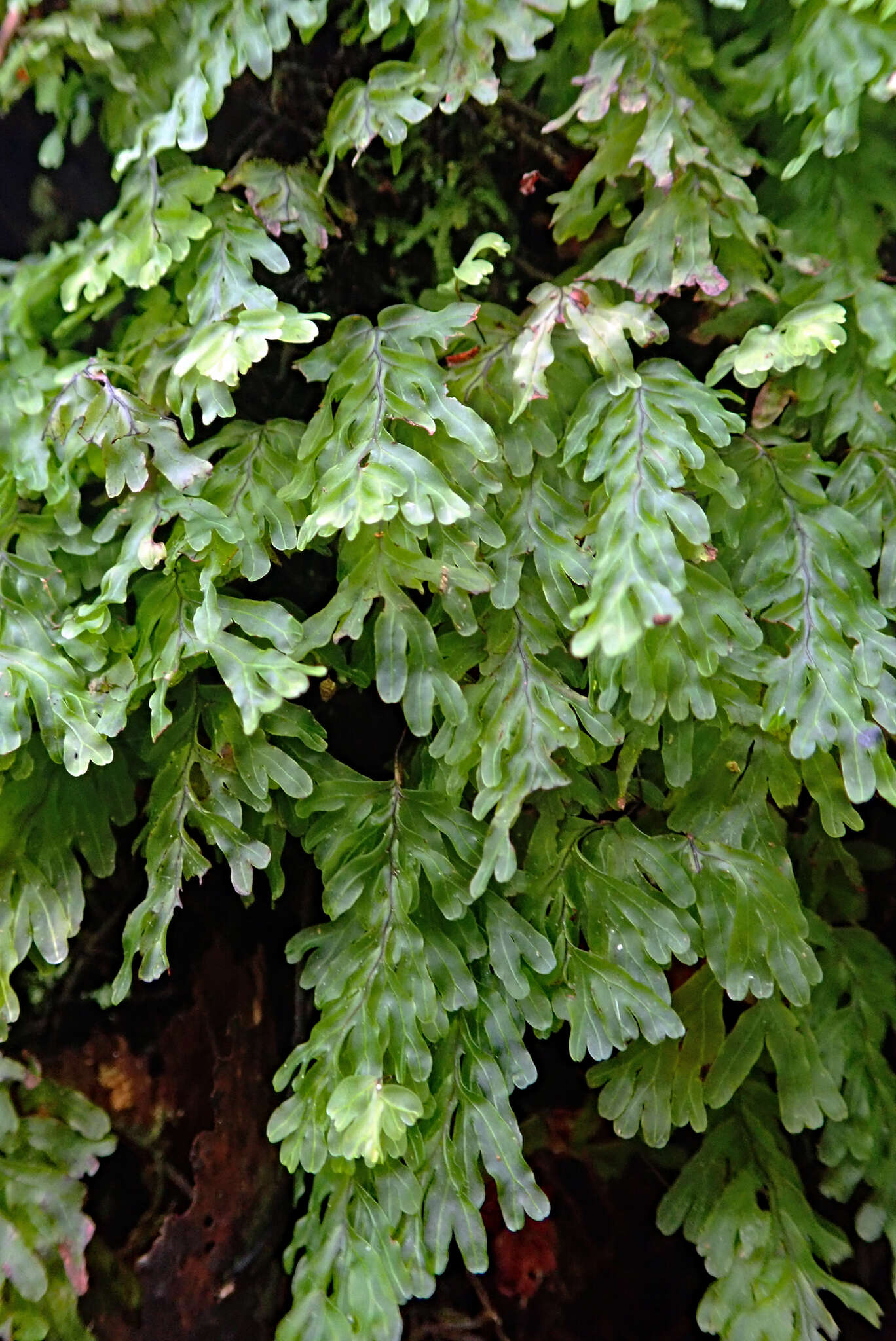 Image de Hymenophyllum rarum R. Br.