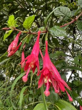 Image of Fuchsia petiolaris Kunth