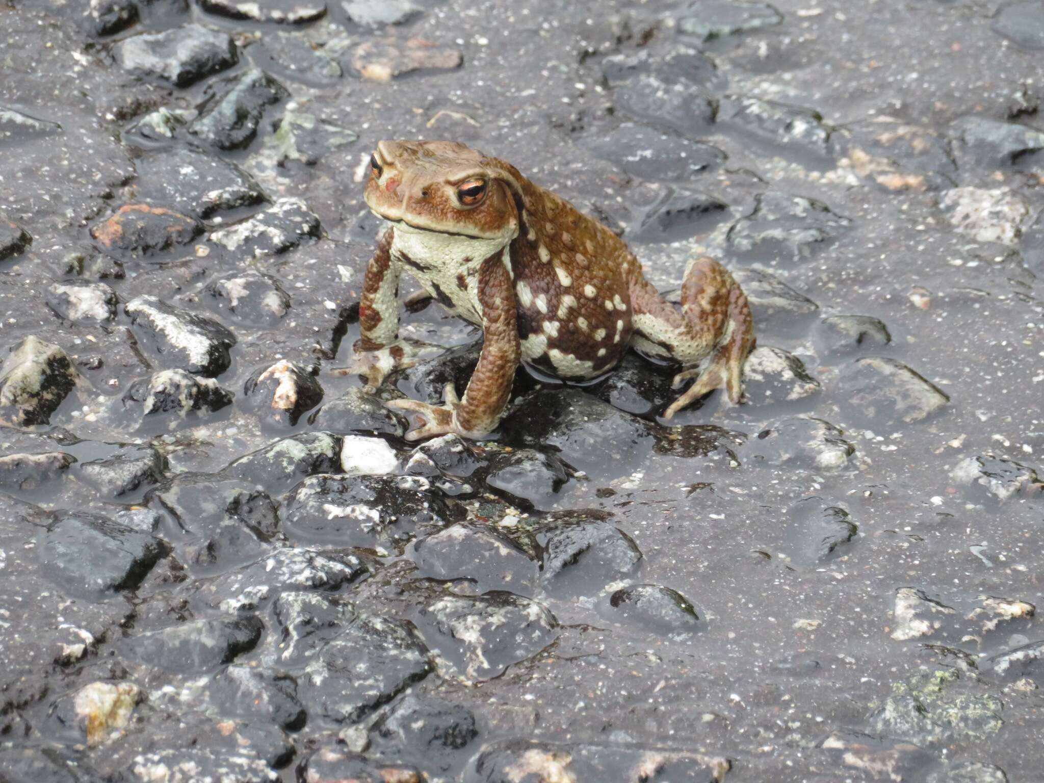 Sivun Bufo japonicus Temminck & Schlegel 1838 kuva