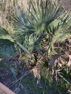 Image of Brazoria palmetto