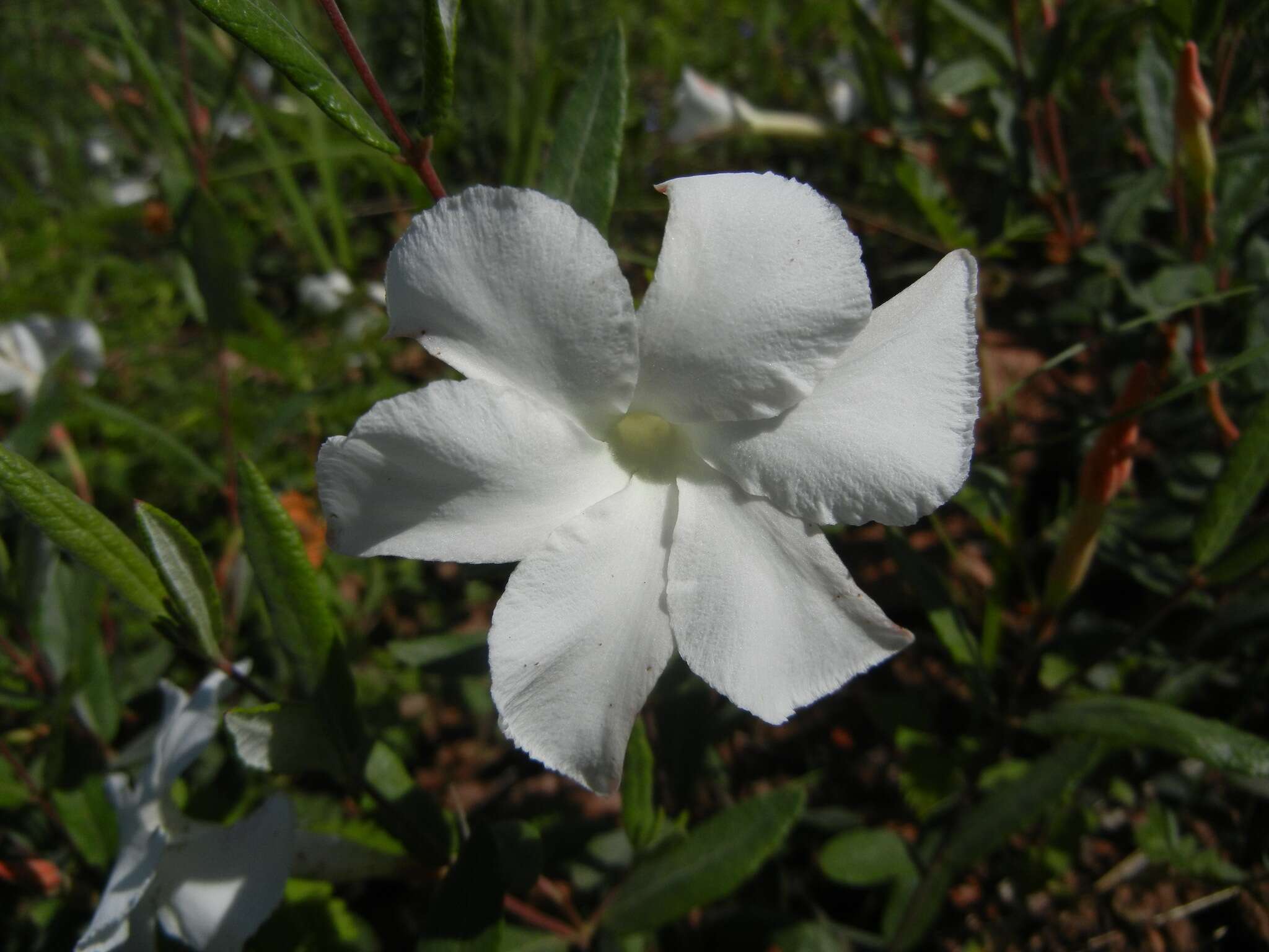 Image of Davis Mountain rocktrumpet