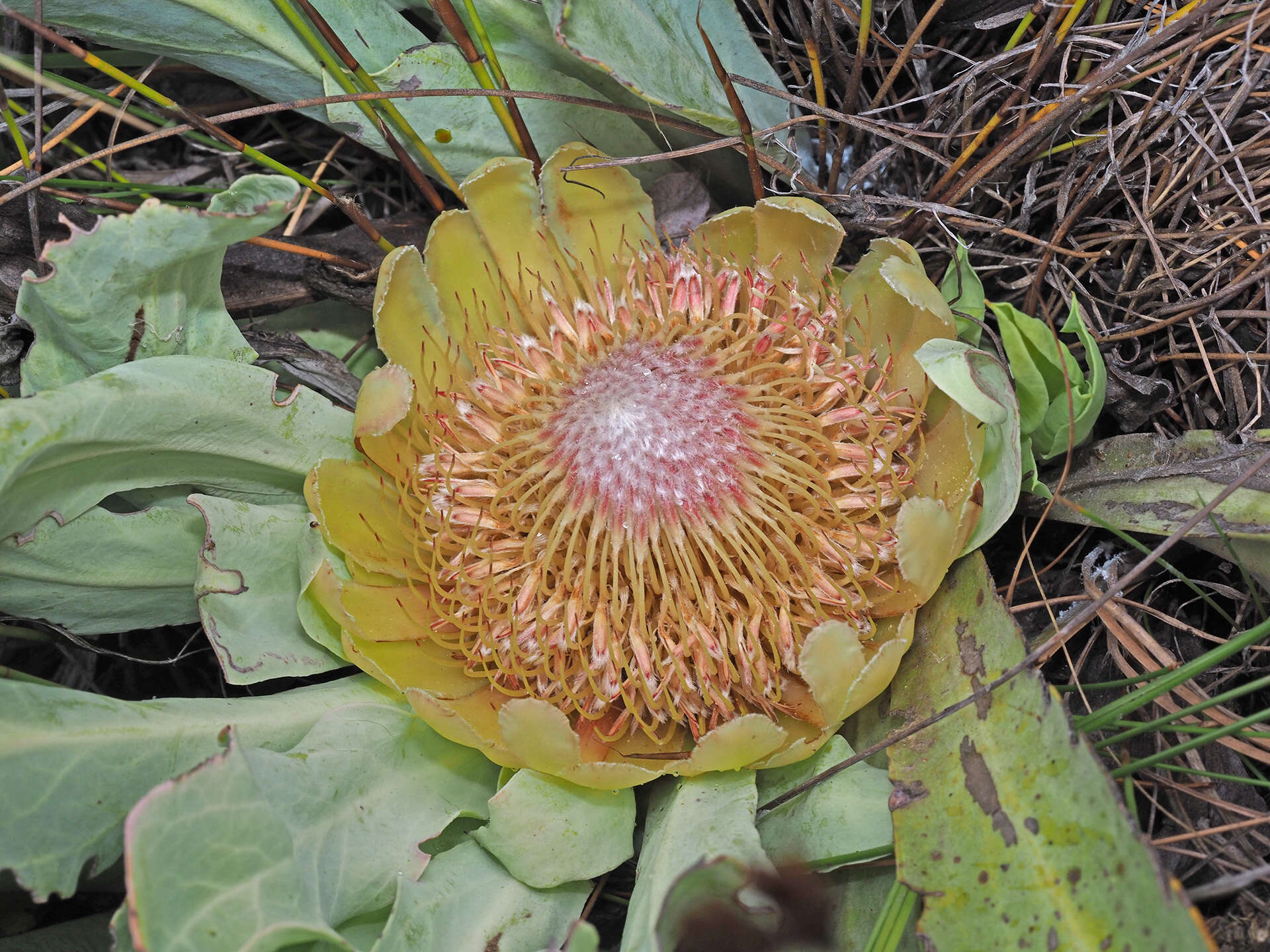 Image de Protea laevis R. Br.