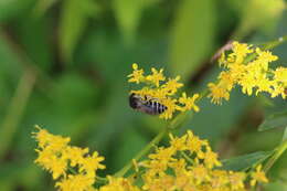 Imagem de Colletes simulans armatus Patton 1879