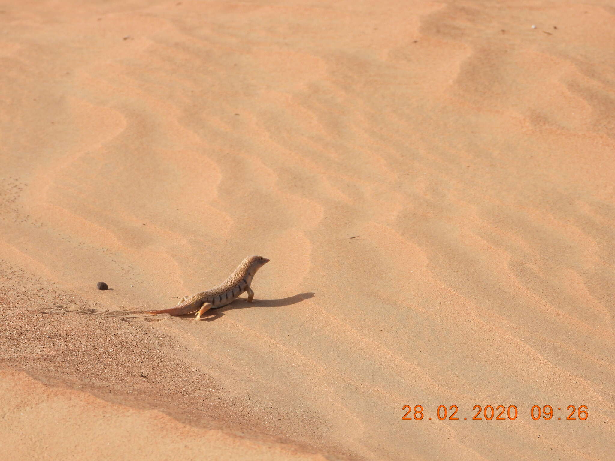 Image of Eastern Skink