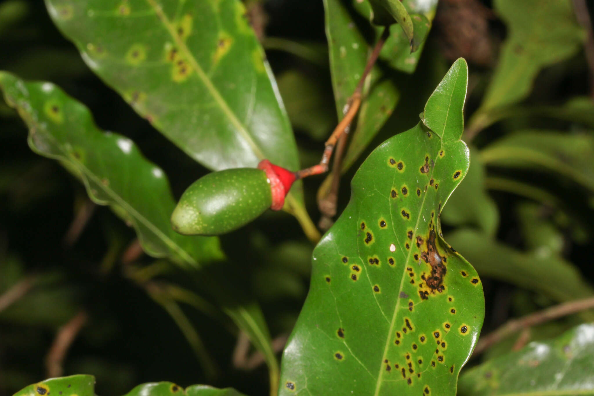 Слика од Mespilodaphne veraguensis