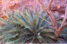 Image of Macrozamia macdonnellii (F. Muell. ex Miq.) A. DC.