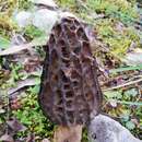 Plancia ëd Morchella kakiicolor (Clowez & L. Romero) Clowez, L. Romero, P. Alvarado & Loizides 2015