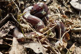 Image of Common Wolf Snake