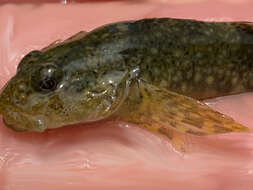 صورة Cottus aleuticus Gilbert 1896