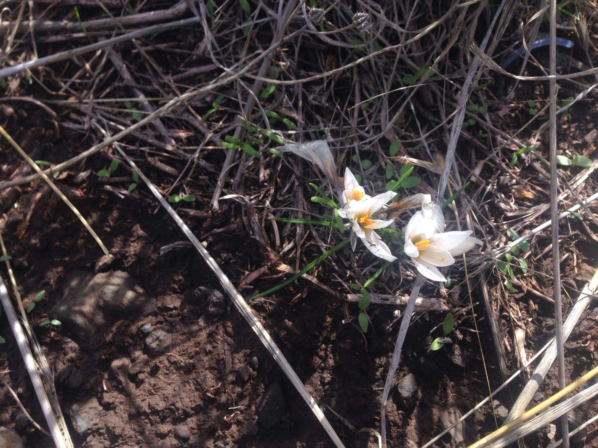 Image of Crocus aleppicus Baker