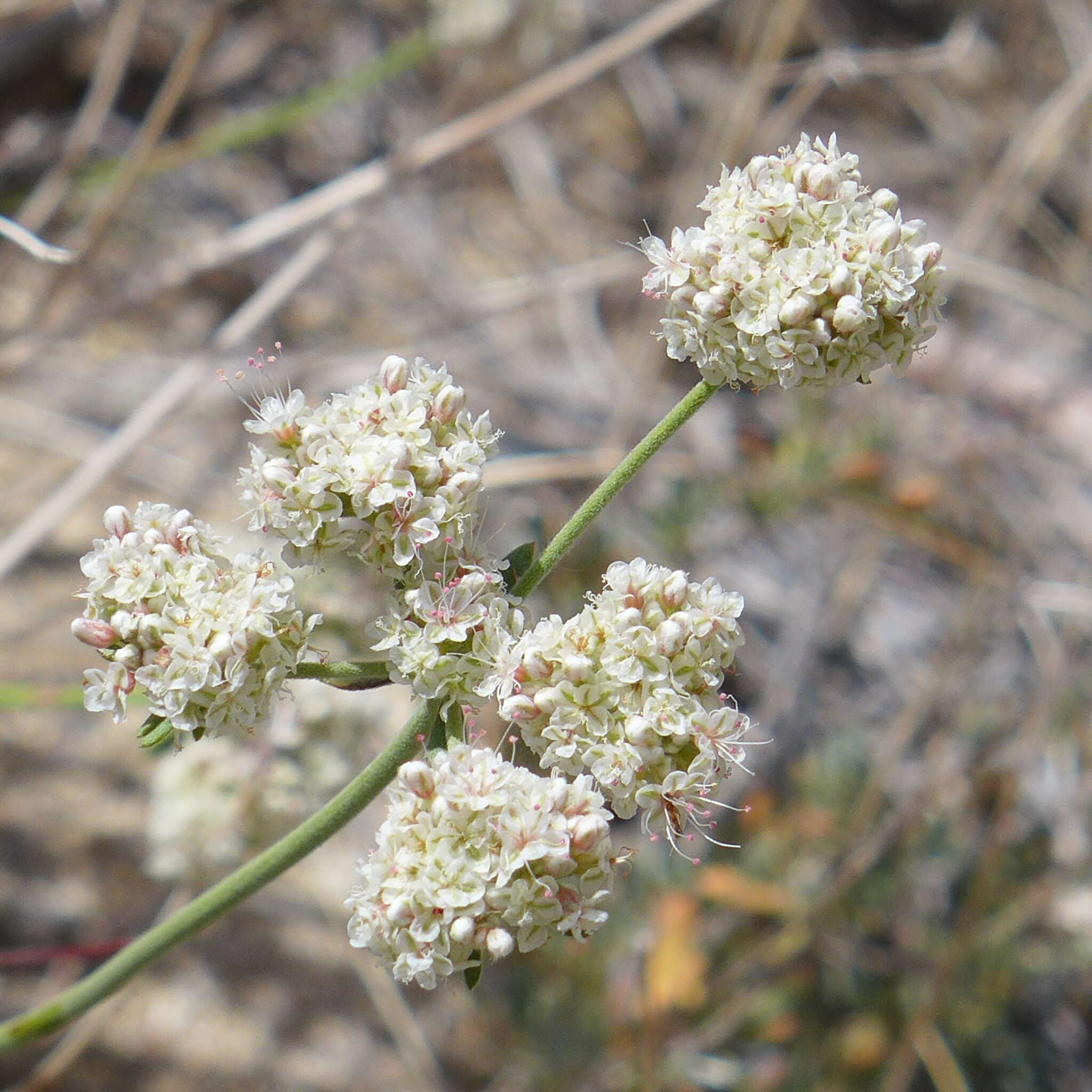 Image of California Buckwheat