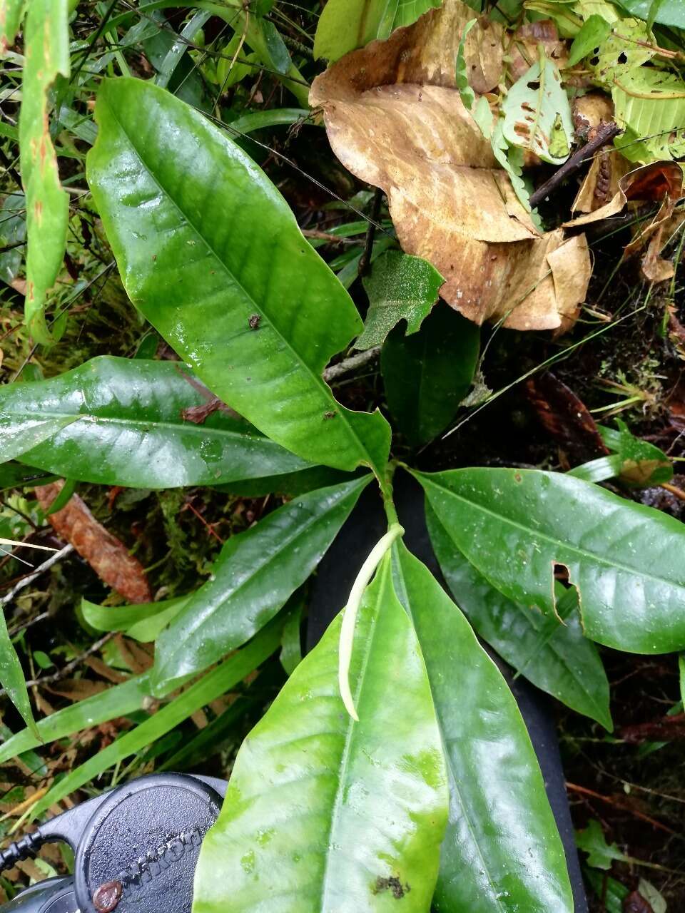 Image of Magnolia guatapensis (Lozano) Govaerts