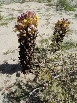 Image of Desert hyacinth