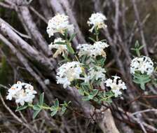 Image of Pimelea glauca R. Br.