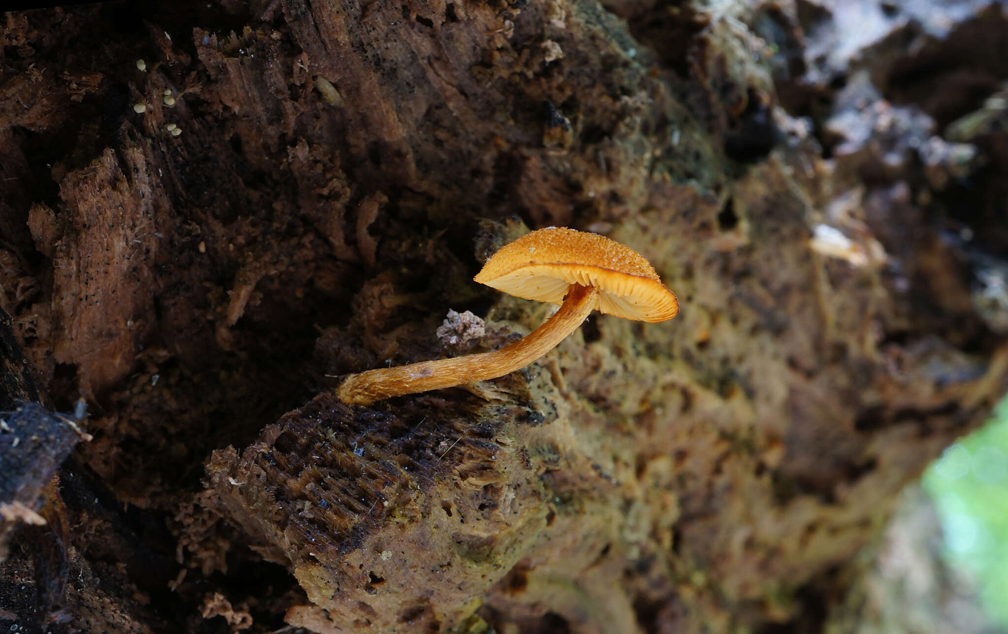 Imagem de Pholiota granulosa (Peck) A. H. Sm. & Hesler 1968