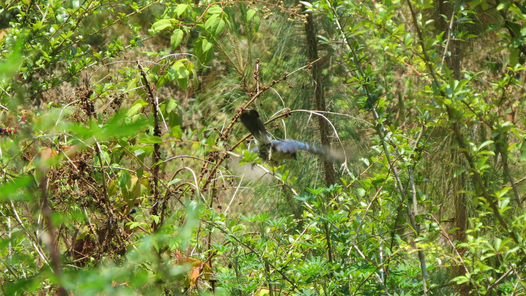 Image of Transvolcanic Jay