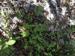 Image of Hedeoma palmeri Hemsl.