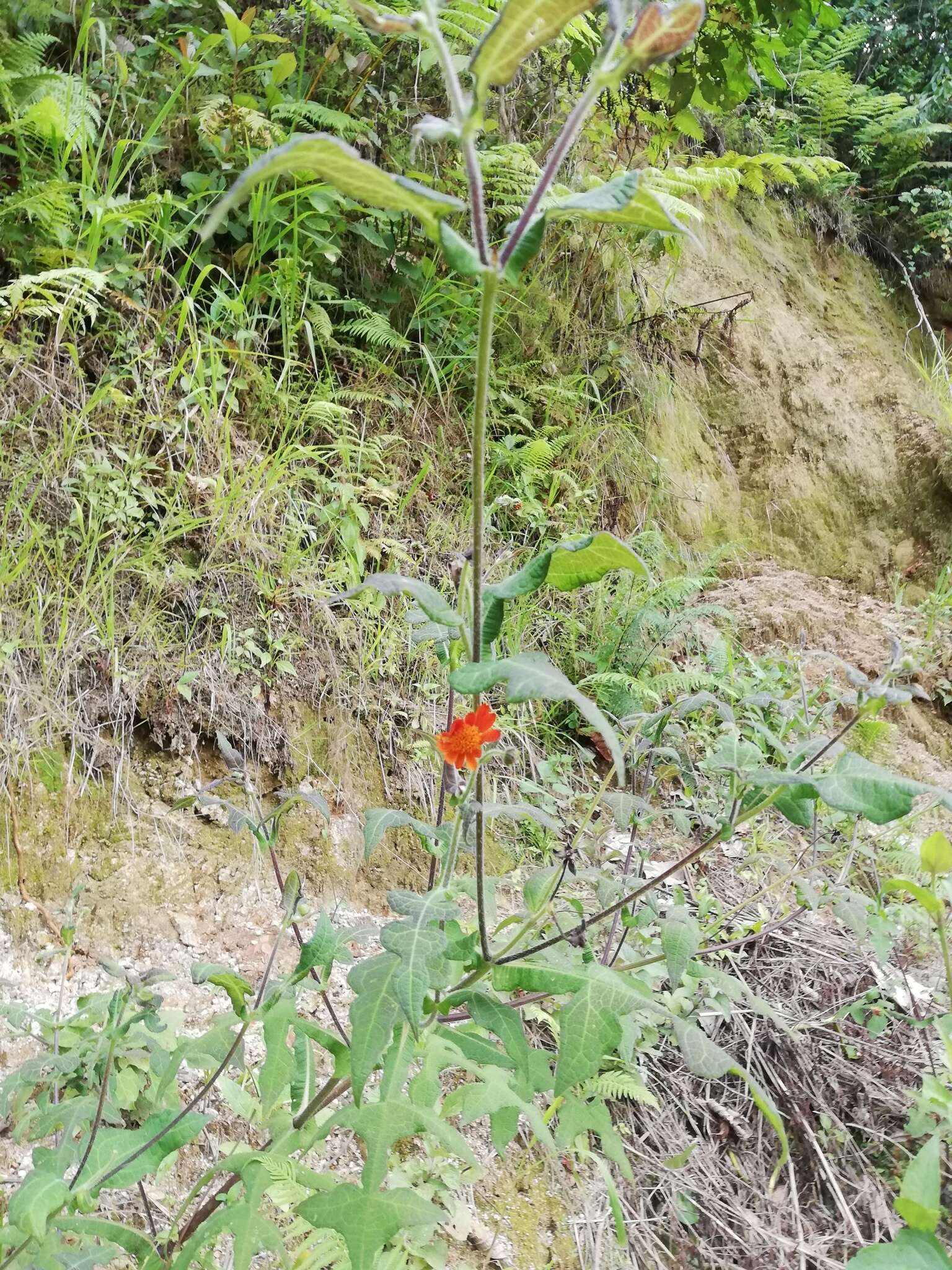 Image of Smallanthus oaxacanus (Sch. Bip. ex Klatt) H. Rob.