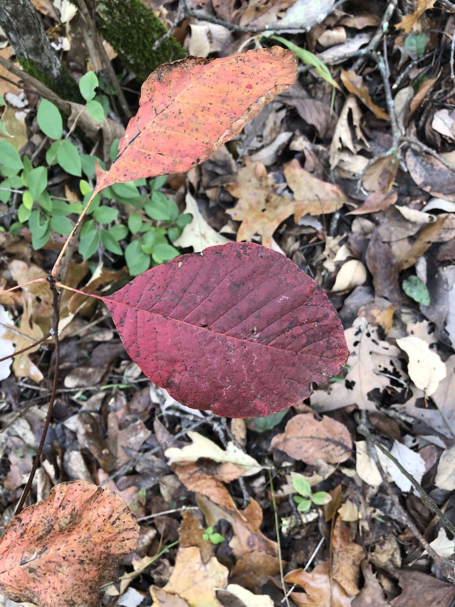 Imagem de Cotinus obovatus Raf.