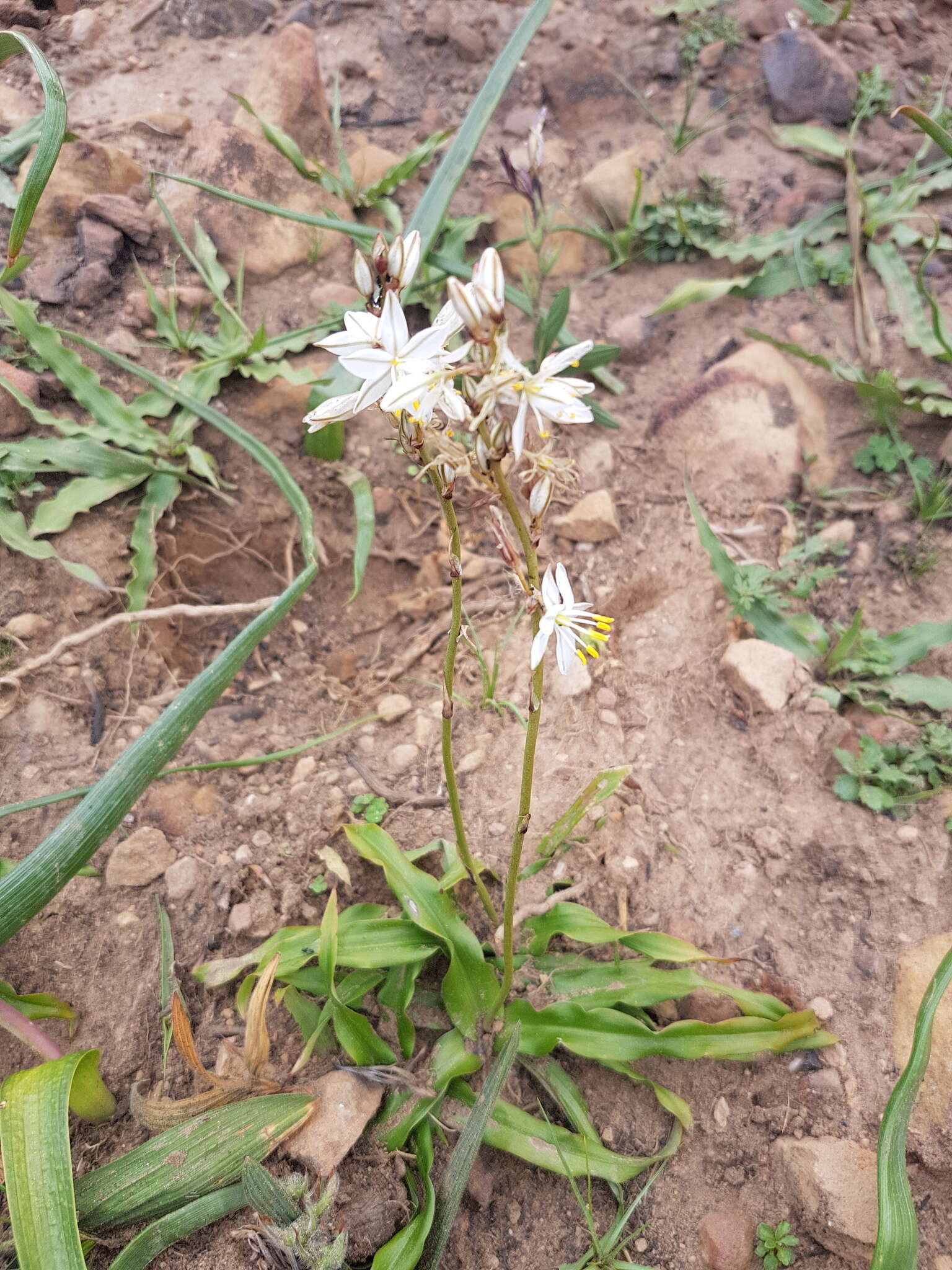 Imagem de Chlorophytum triflorum (Aiton) Kunth