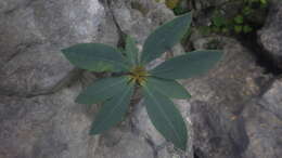 Imagem de Euphorbia pachypodioides Boiteau