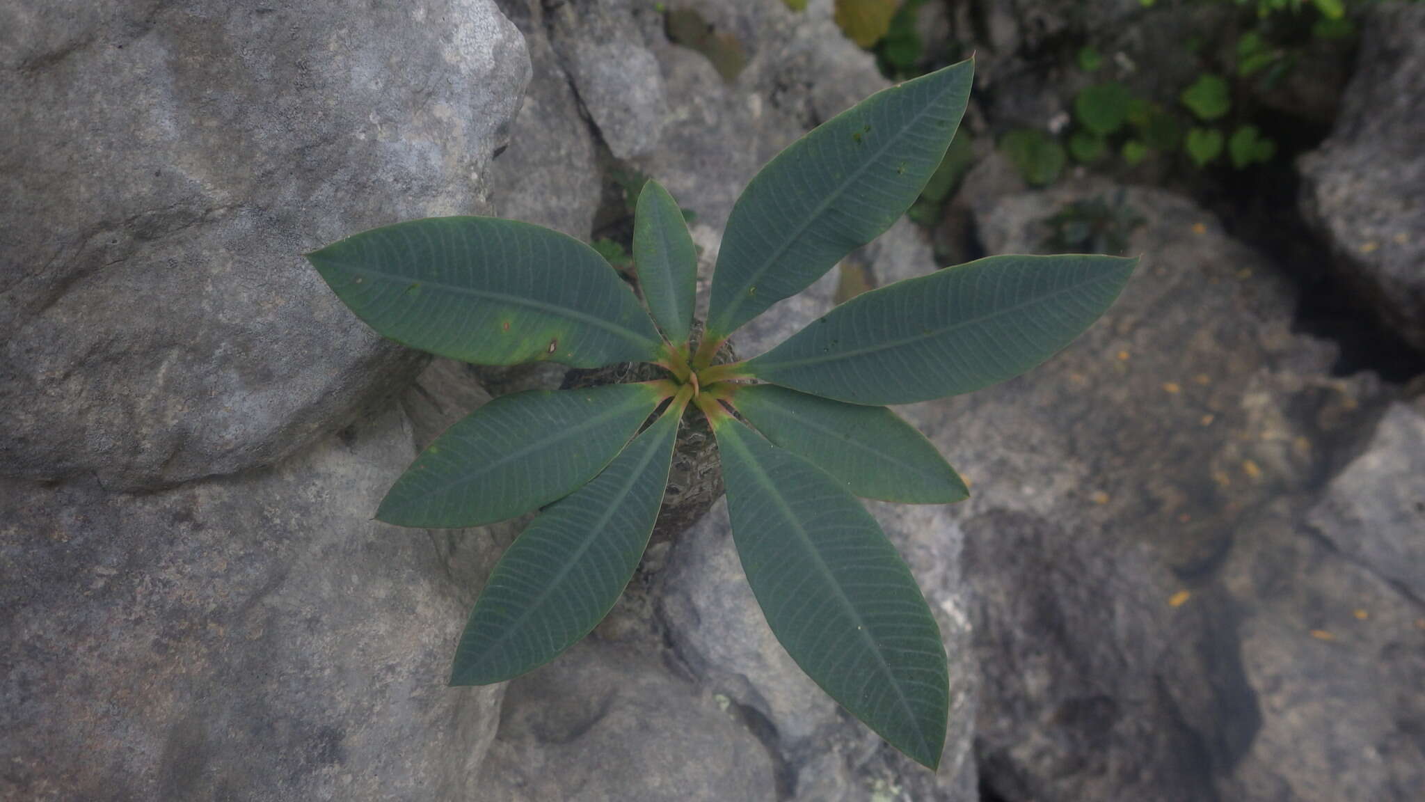 Imagem de Euphorbia pachypodioides Boiteau