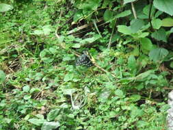 Image of hill jezebel