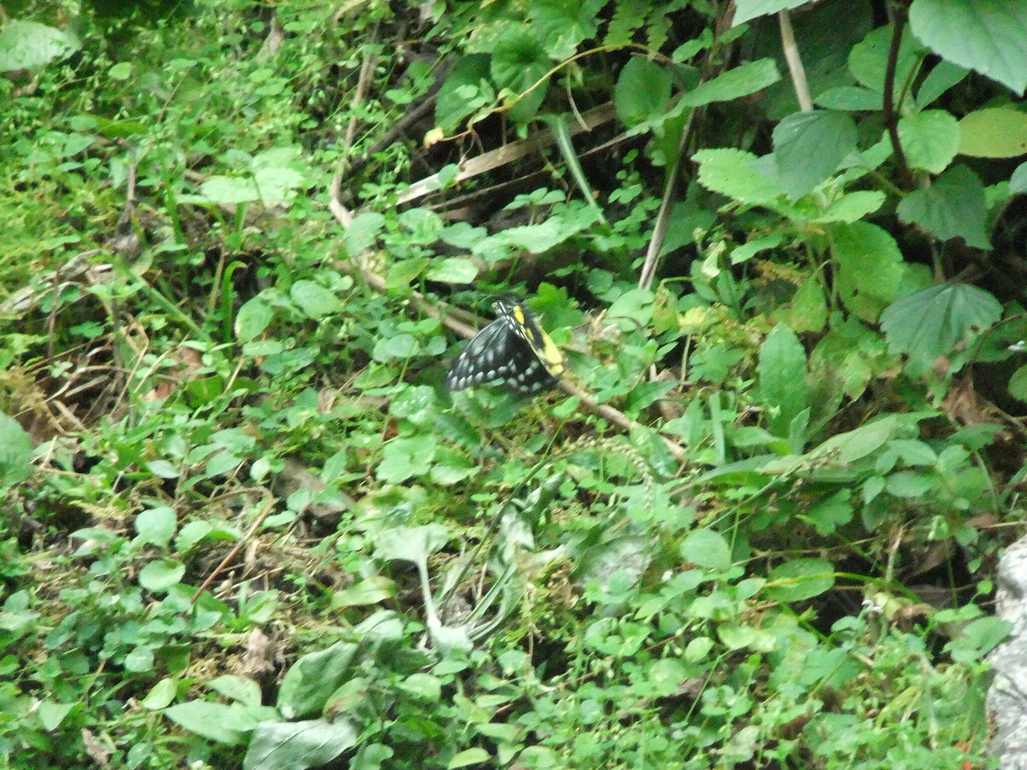 Image of hill jezebel
