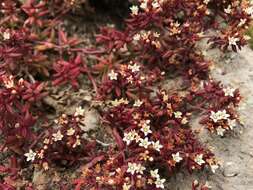 Image of Crassula expansa subsp. filicaulis (Haw.) Tölken