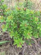 Image of Cochlospermum planchonii Hook. fil. ex Planch.