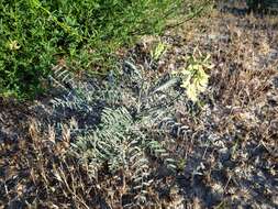 Image of Santa Barbara milkvetch