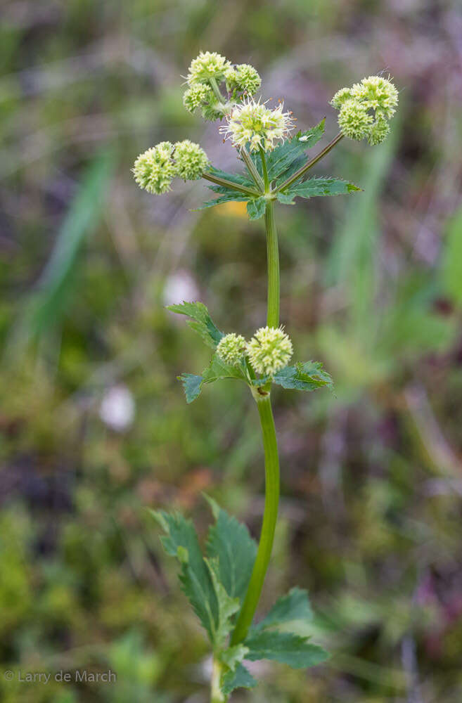 Image of Maryland sanicle