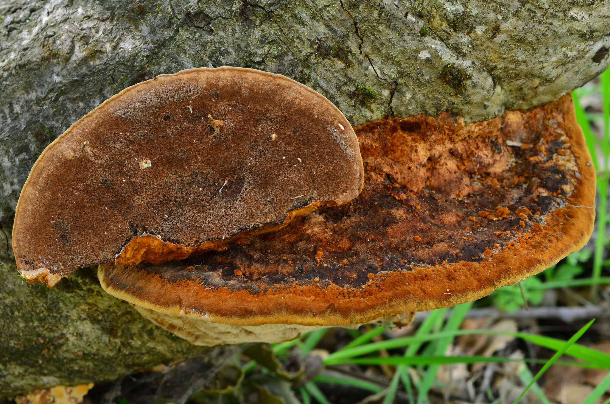 صورة Phellinus gilvus (Schwein.) Pat. 1900