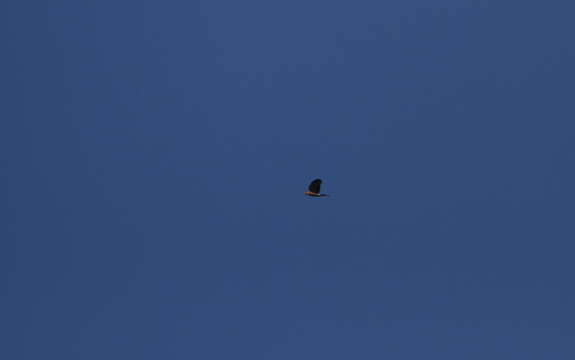 Image of Puerto Rican sharp-shinned hawk