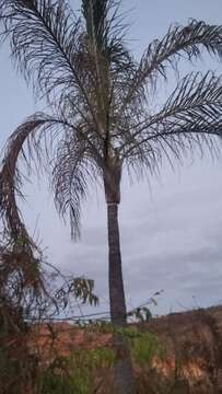 Image of Dypsis madagascariensis (Becc.) Beentje & J. Dransf.