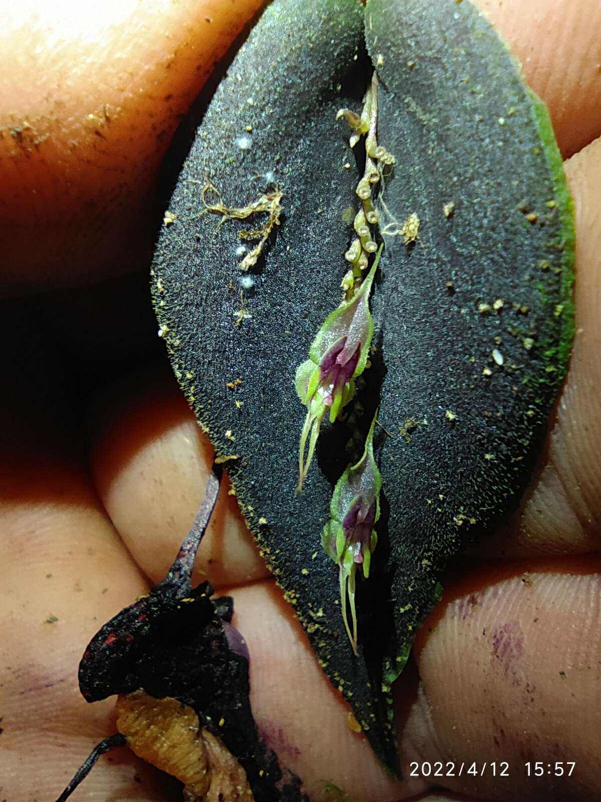 Image of Lepanthes tomentosa Luer