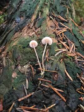 Image of Mycena rosella (Fr.) P. Kumm. 1871