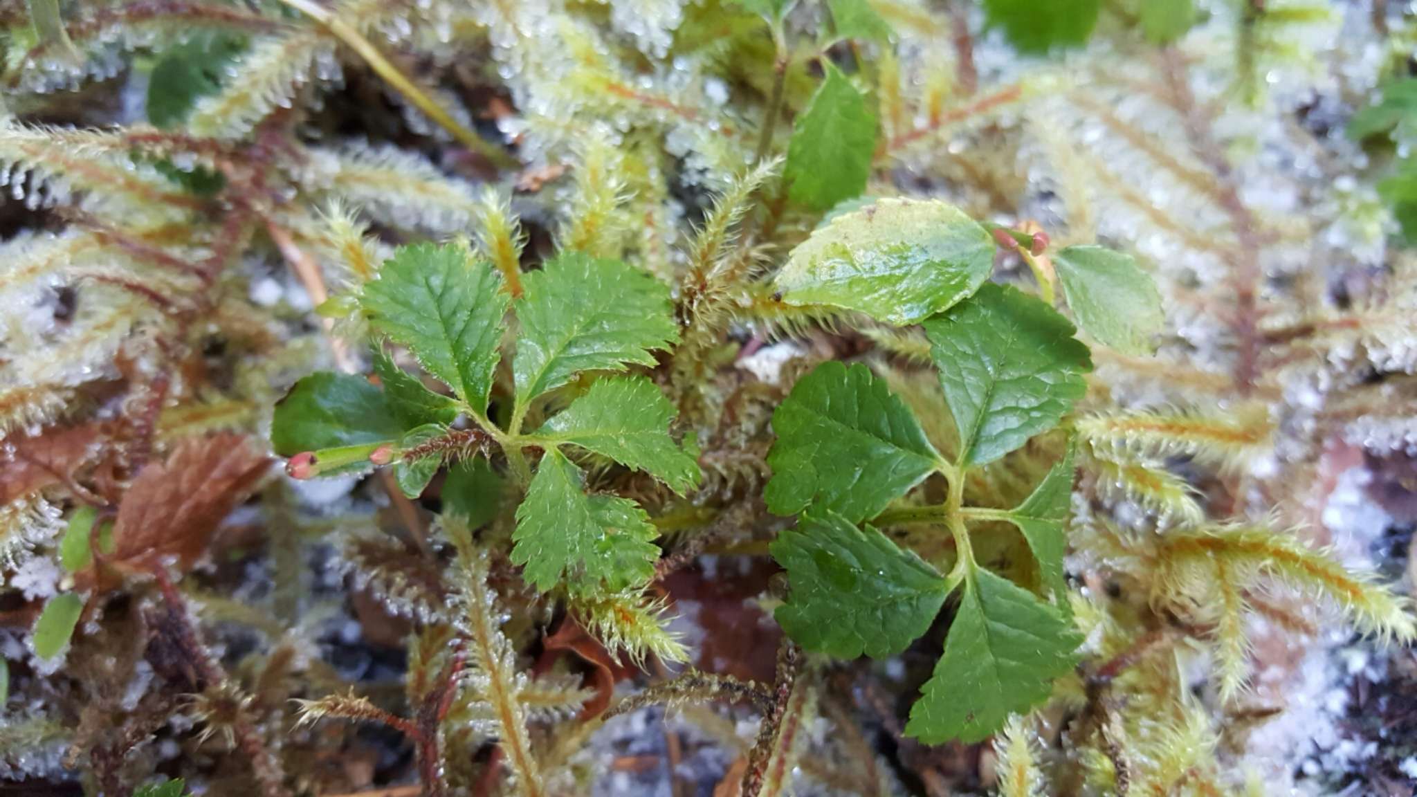 Rubus pedatus Sm. resmi