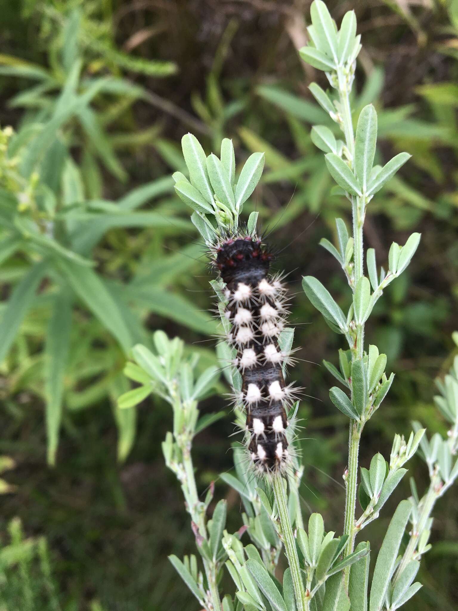 Image of Long-winged Dagger Moth