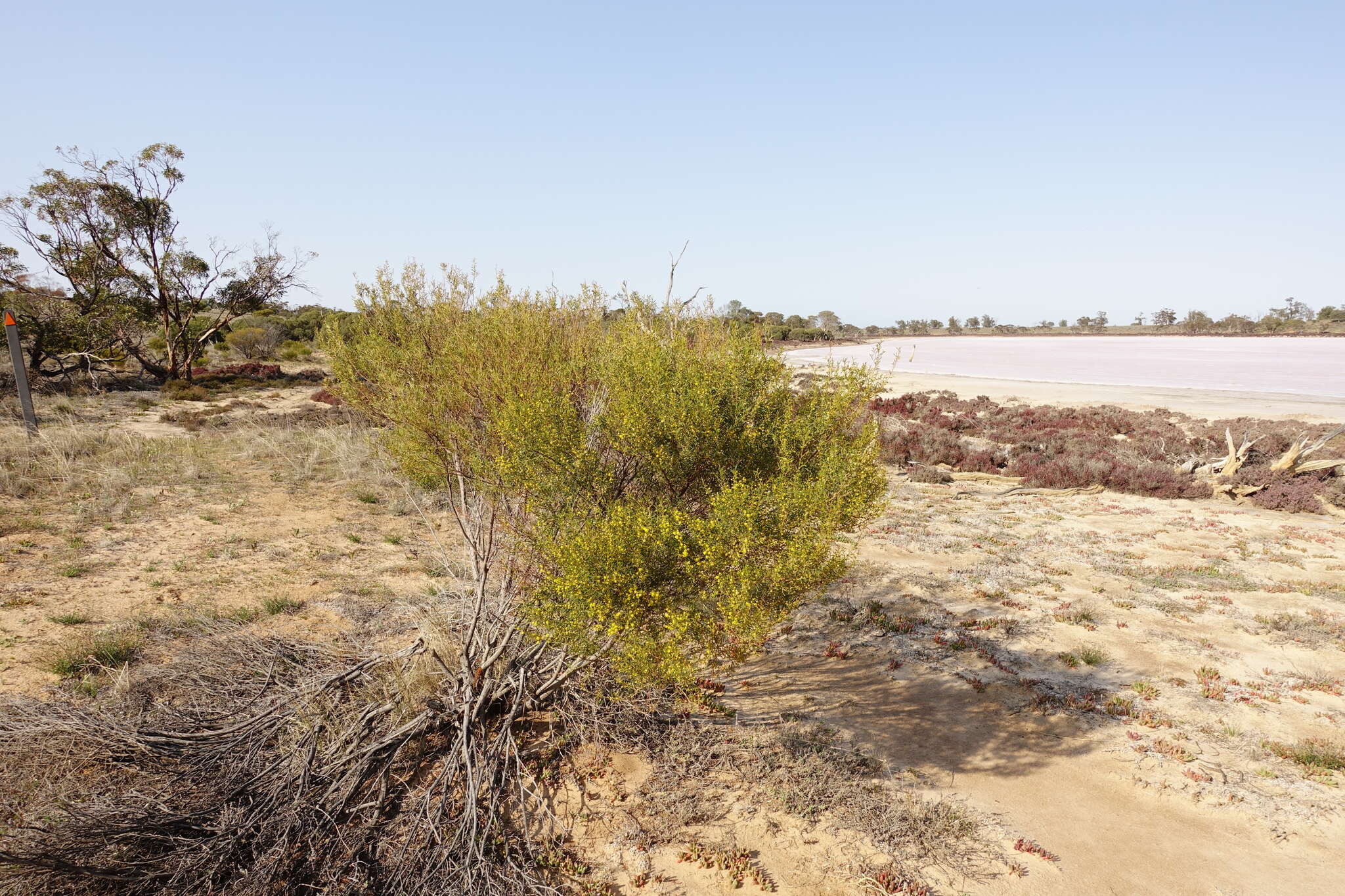 Image of Acacia wilhelmiana F. Muell.